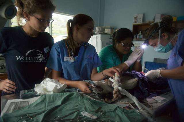 veterinarians in action