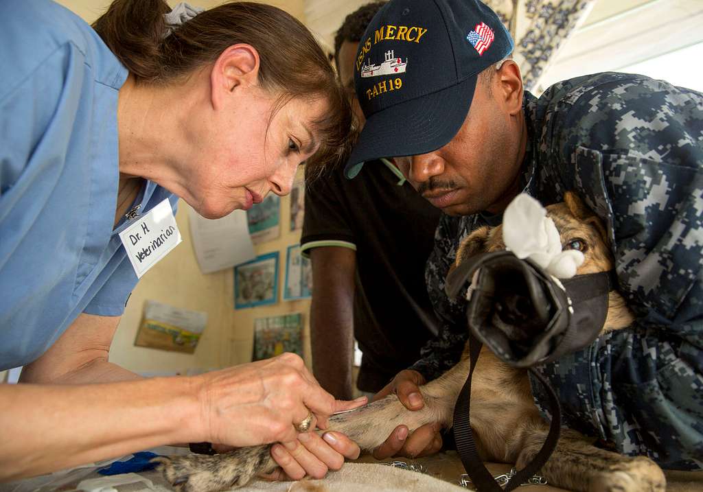 Doctor Cynthia Hoobler, a veterinarian from World Vets, works with Hospital  Corpsman 1st Class Alfredo Winter to prepare a feral dog for surgery during  - Town and Country Vet Clinic